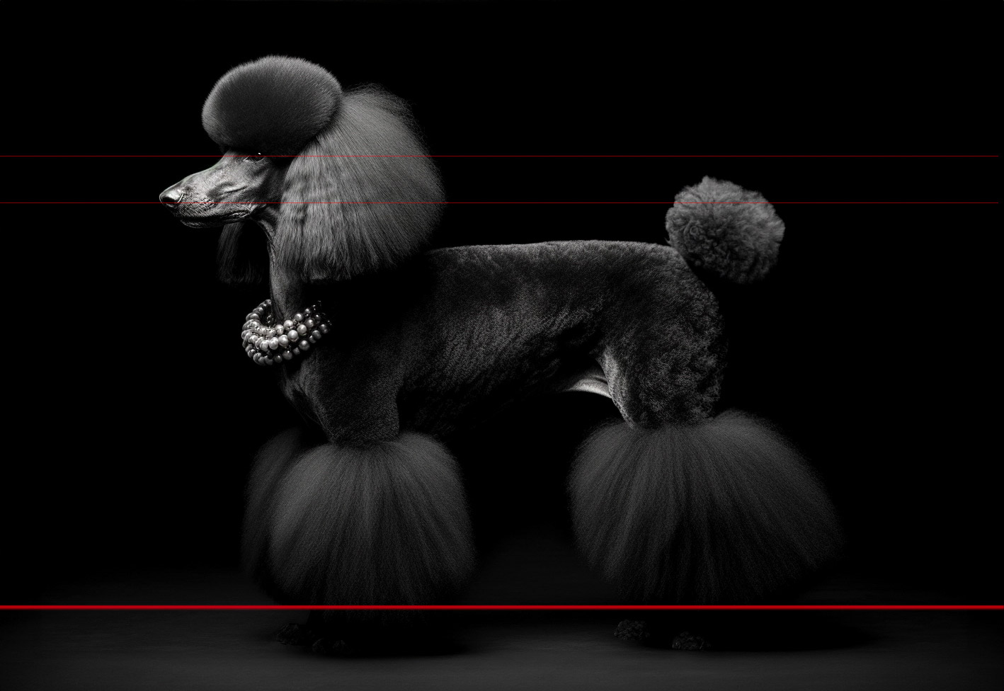 Standard Black Poodle with Pearl Necklace